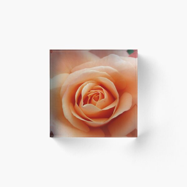 Item preview, Rose designed and sold by CharrChan.