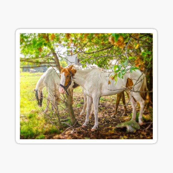 Dreamy Horses Sticker