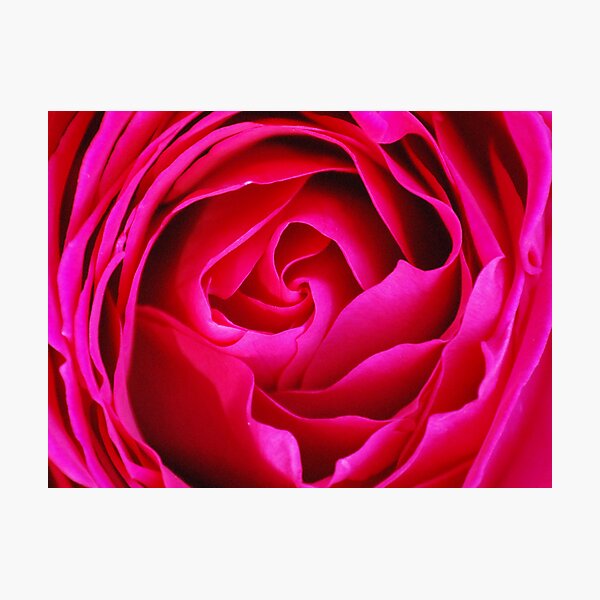 Item preview, red rose designed and sold by marycloch.