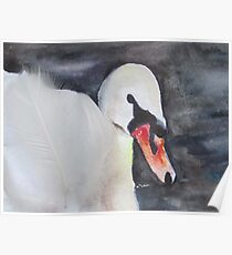 Royal Swan 1 Poster