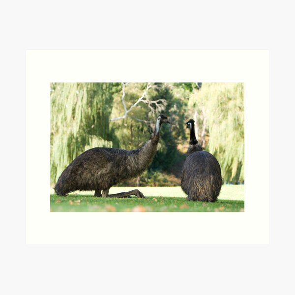 Old Men Emu! Art Print