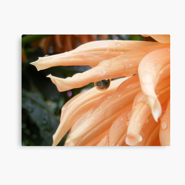 Tears Of a Flower Canvas Print