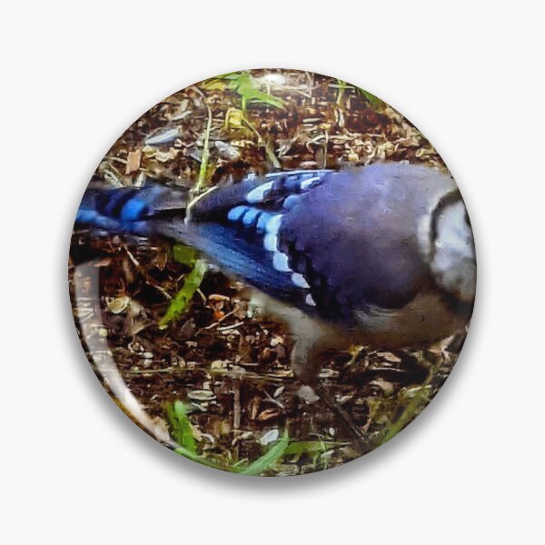 Artikelvorschau, Schöner Bluejay entworfen und verkauft von Missy69.