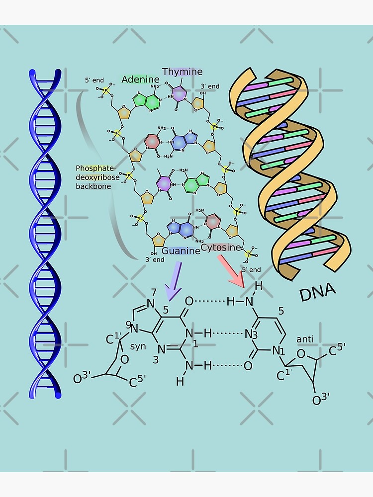 DNA Double Helix Chemical Formula Molecules Science Art (Light Background)" Poster for Sale by Brasilia | Redbubble