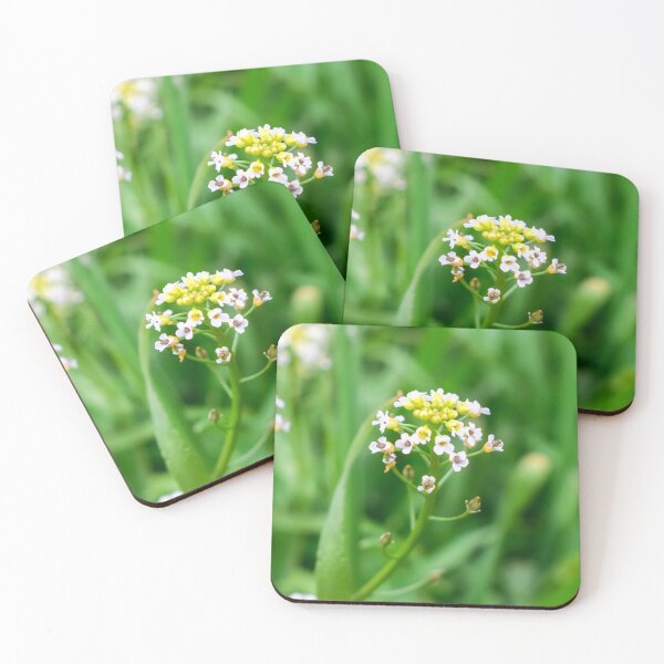 Item preview, Cardamine pratensis designed and sold by Anastasia Kaneva.
