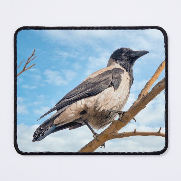 Item preview, Hooded crow designed and sold by troianifabrizio.