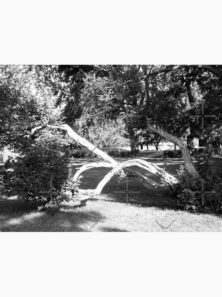 "Bent tree in b & w" Sticker for Sale by Shulie1 Redbubble