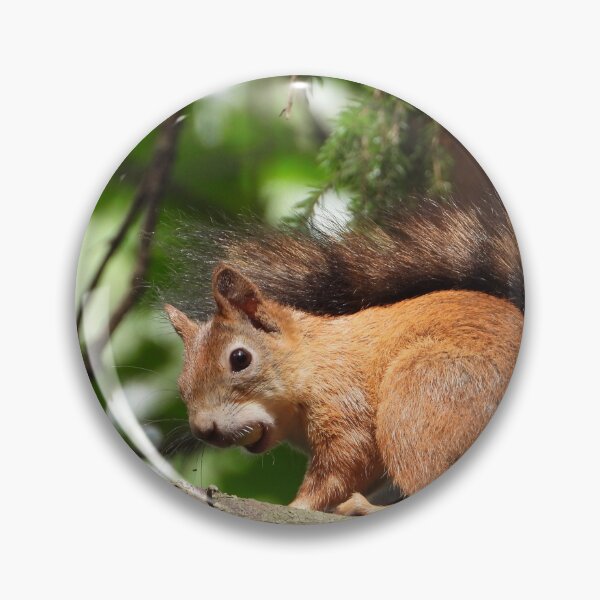 Item preview, The red squirrel (Sciurus vulgaris) designed and sold by Sintija Valucka.