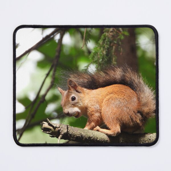 Item preview, The red squirrel (Sciurus vulgaris) designed and sold by Sintija Valucka.