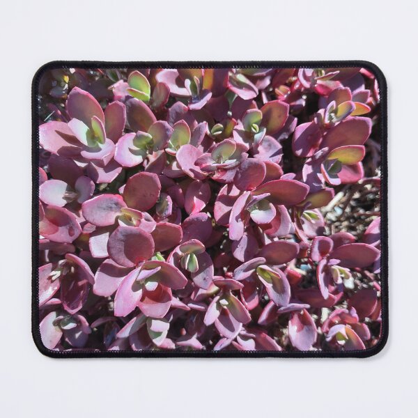 Item preview, Red dewey succulents designed and sold by OcasionlSnkrddl.
