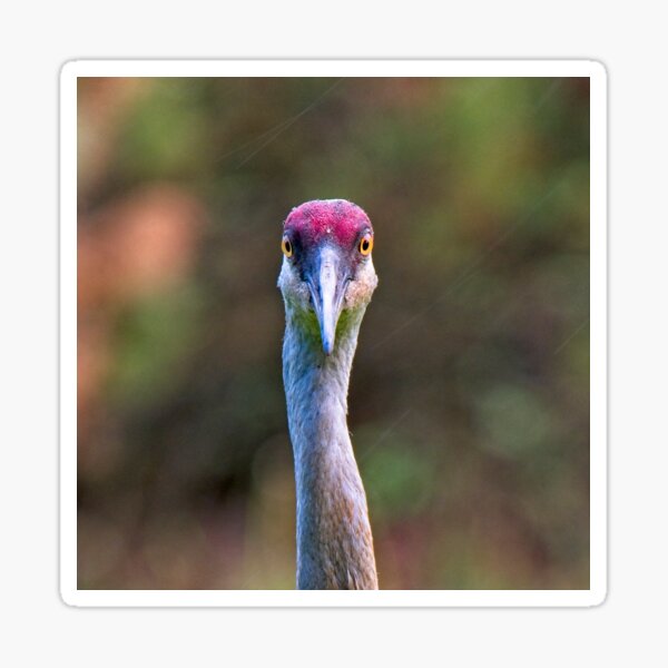 Item preview, Sandhill Crane Portrait - square designed and sold by StevenRalserPhoto.