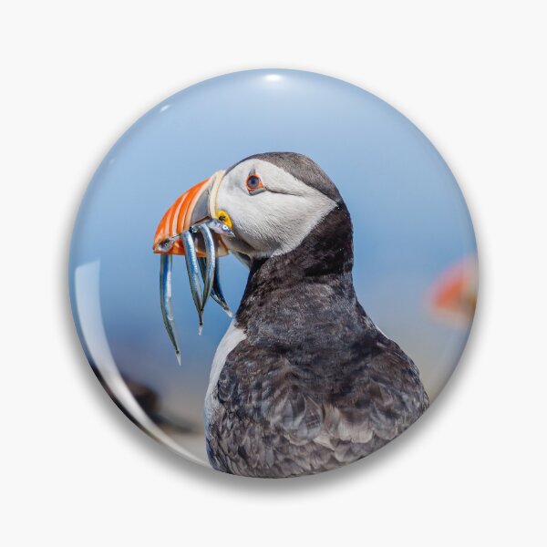 Item preview, Atlantic Puffin with Sand Eels designed and sold by Graham Prentice.