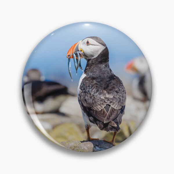 Item preview, Atlantic Puffin with Sand Eels designed and sold by Graham Prentice.