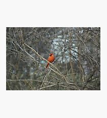Have You Seen Her? Photographic Print