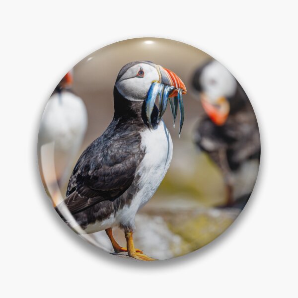 Item preview, Atlantic Puffin with Sand Eels designed and sold by Graham Prentice.