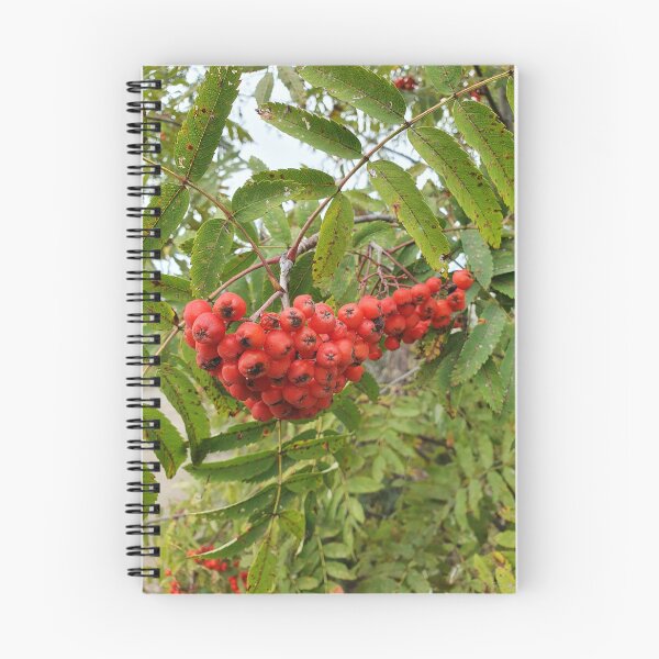 Artikelvorschau, Vogelbeeren entworfen und verkauft von Lelllu.