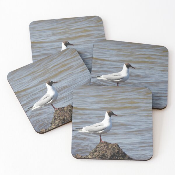 Item preview, The black-headed gull, Chroicocephalus ridibundus designed and sold by Sintija Valucka.