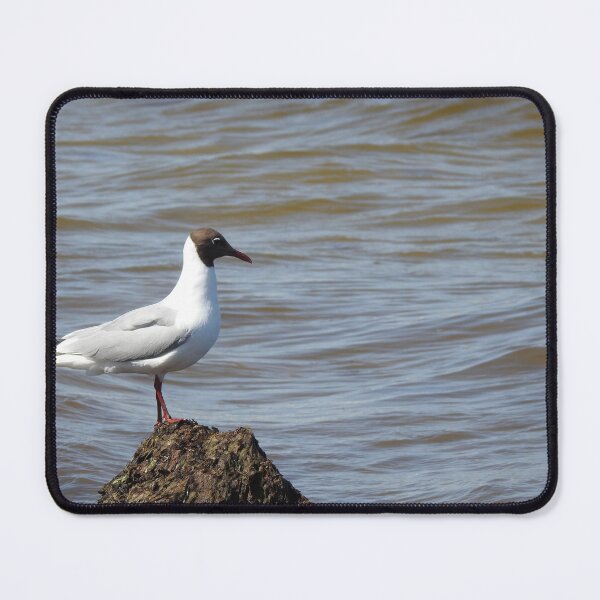 Item preview, The black-headed gull, Chroicocephalus ridibundus designed and sold by Sintija Valucka.