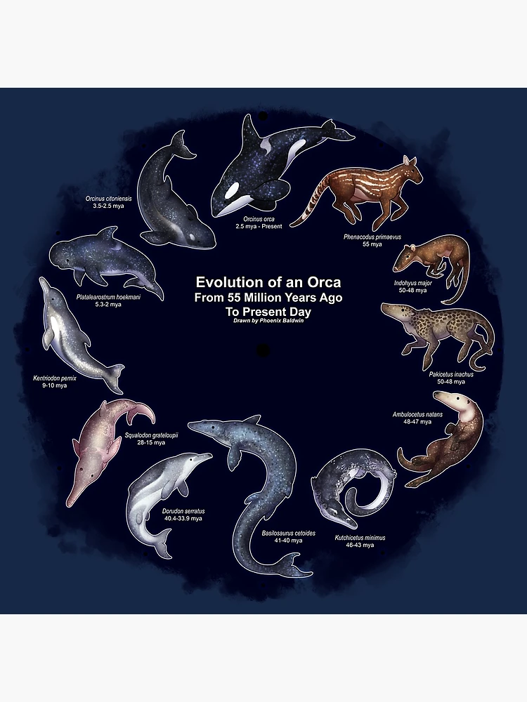 Evolution of an Orca (Navy) | Poster