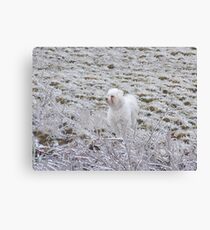 Baxter Canvas Print