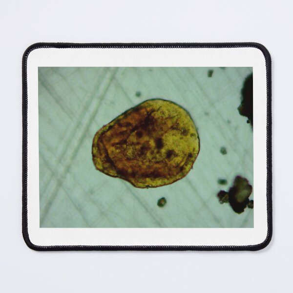 Item preview, Antrim Shale Algae Cyst designed and sold by Pr0teusUnbound.