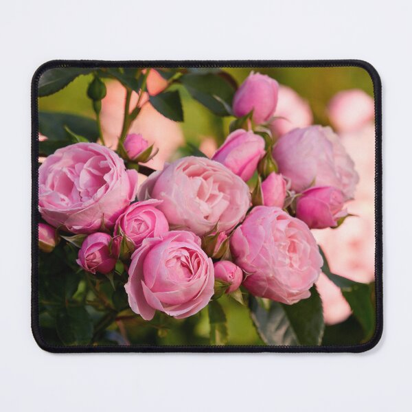 Item preview, Rose Hans Gunewein pink designed and sold by Jouko Lehto Photography.
