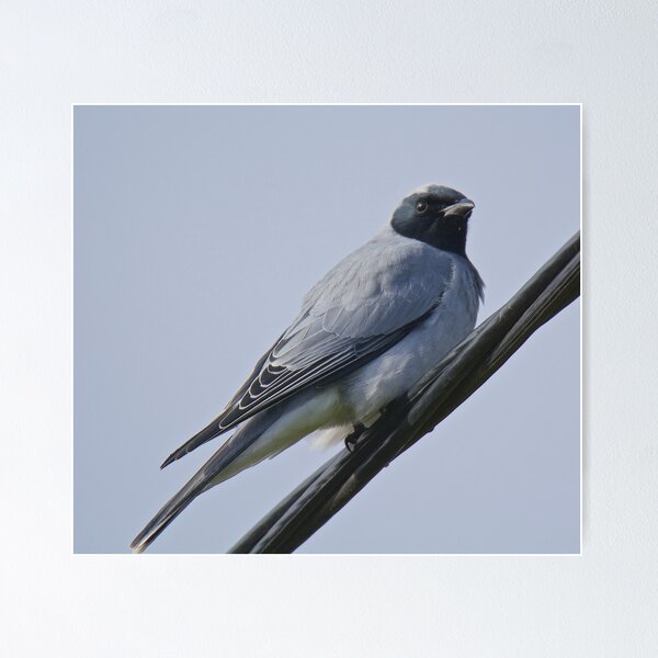 CUCKOOSHRIKE ~ Black-faced Cuckooshrike JKGP7F58 by David Irwin ~ WO Poster