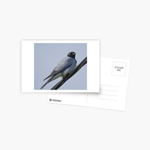 CUCKOOSHRIKE ~ Black-faced Cuckooshrike JKGP7F58 by David Irwin ~ WO Postcard