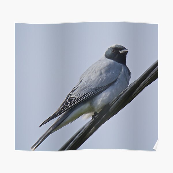 CUCKOOSHRIKE ~ Black-faced Cuckooshrike JKGP7F58 by David Irwin ~ WO Poster