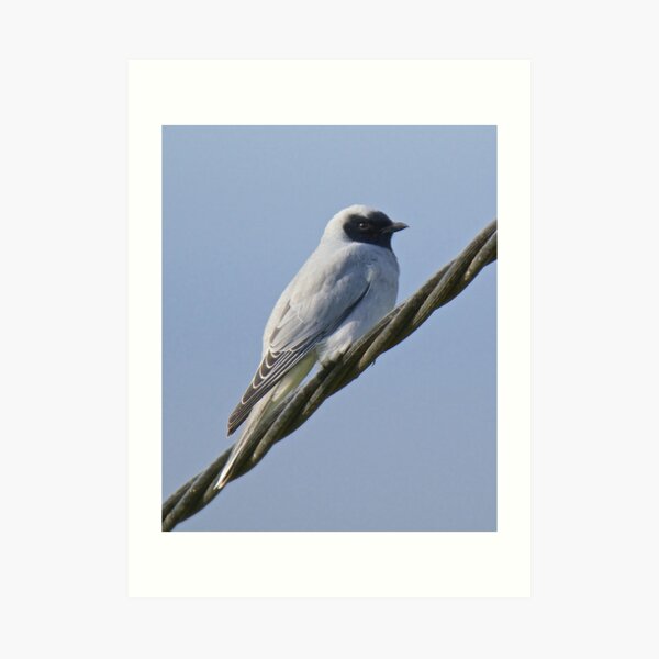 CUCKOOSHRIKE ~ Black-faced Cuckooshrike ELKZNG6K by David Irwin Art Print