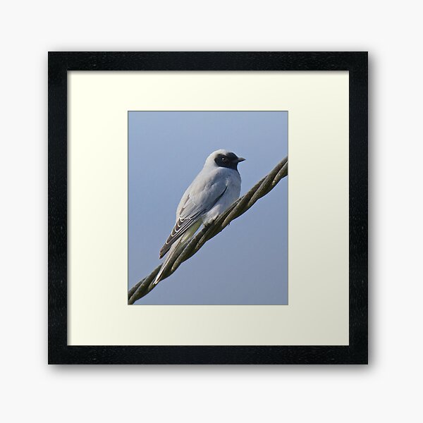 CUCKOOSHRIKE ~ Black-faced Cuckooshrike ELKZNG6K by David Irwin Framed Art Print