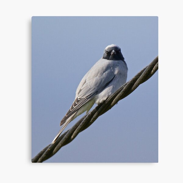 CUCKOOSHRIKE by David Irwin Canvas Print