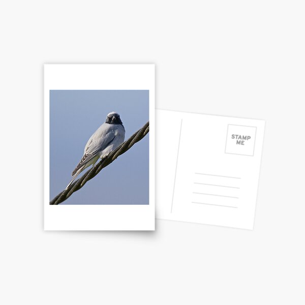 CUCKOOSHRIKE ~ Black-faced Cuckooshrike F7W6LHZ8 by David Irwin Postcard
