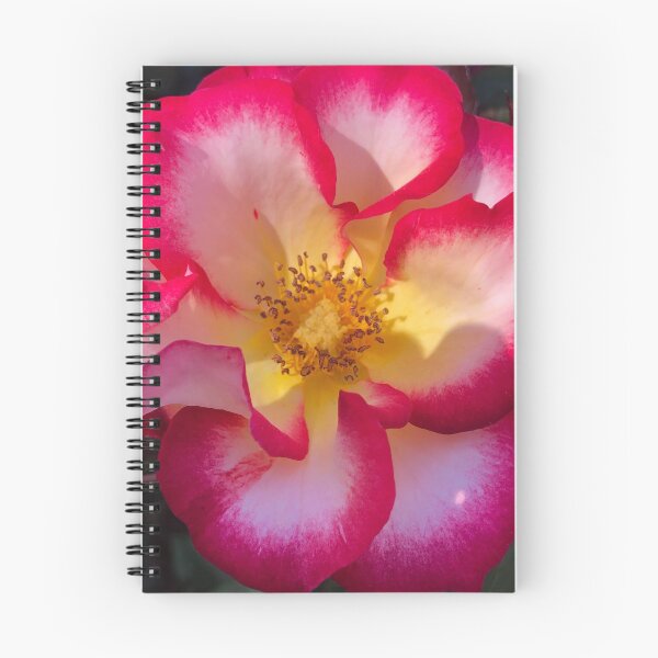 Aperçu de l'œuvre Rose rouge et jaune créée et vendue par Photomersion.