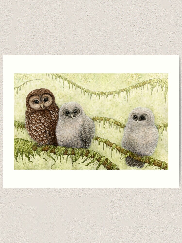 Alternate view of Northern Spotted Owls (Strix occidentalis caurina) Art Print