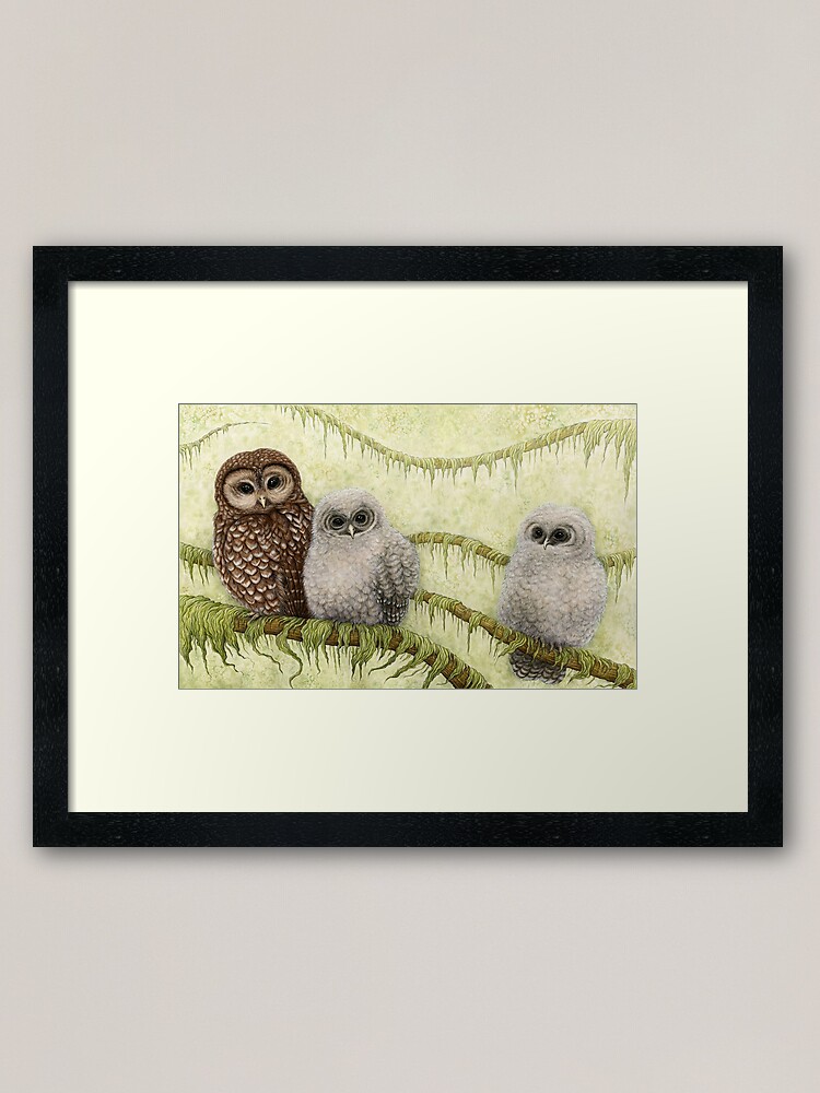 Alternate view of Northern Spotted Owls (Strix occidentalis caurina) Framed Art Print