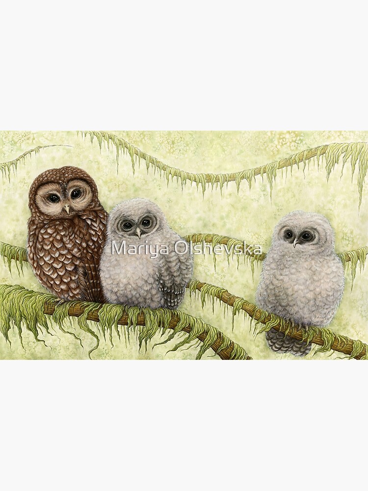 Northern Spotted Owls (Strix occidentalis caurina) by OzureFlame