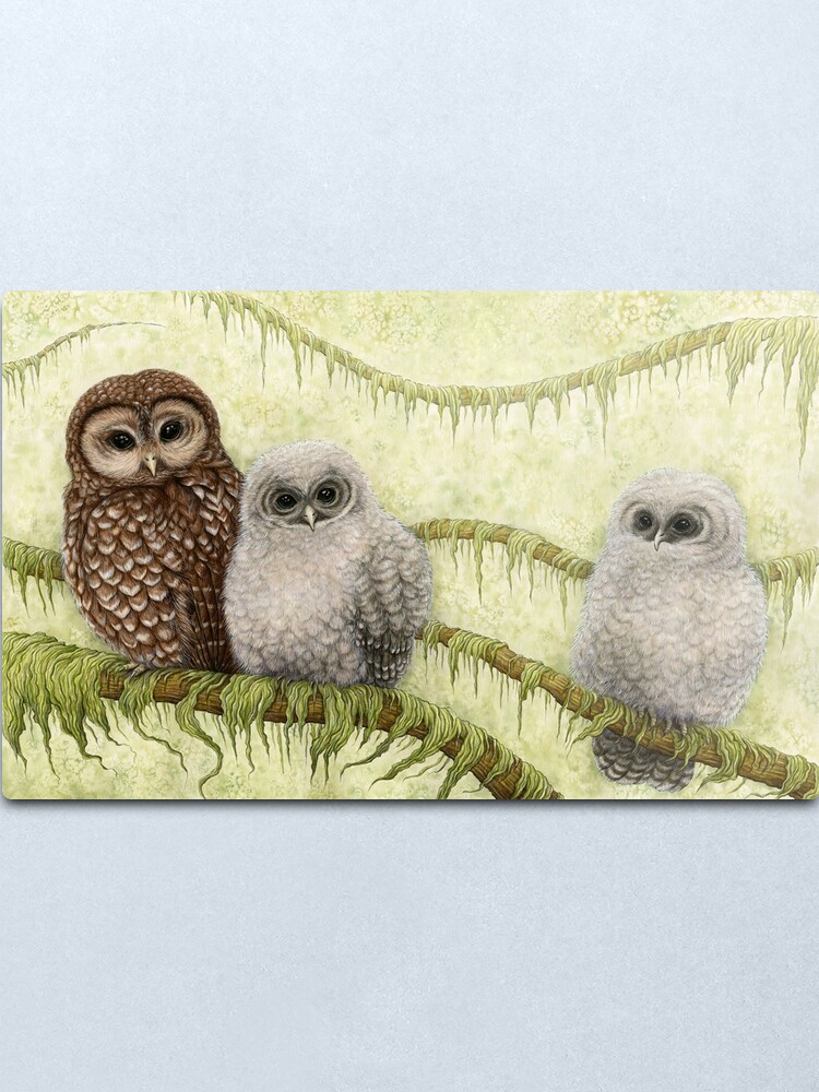 Alternate view of Northern Spotted Owls (Strix occidentalis caurina) Metal Print