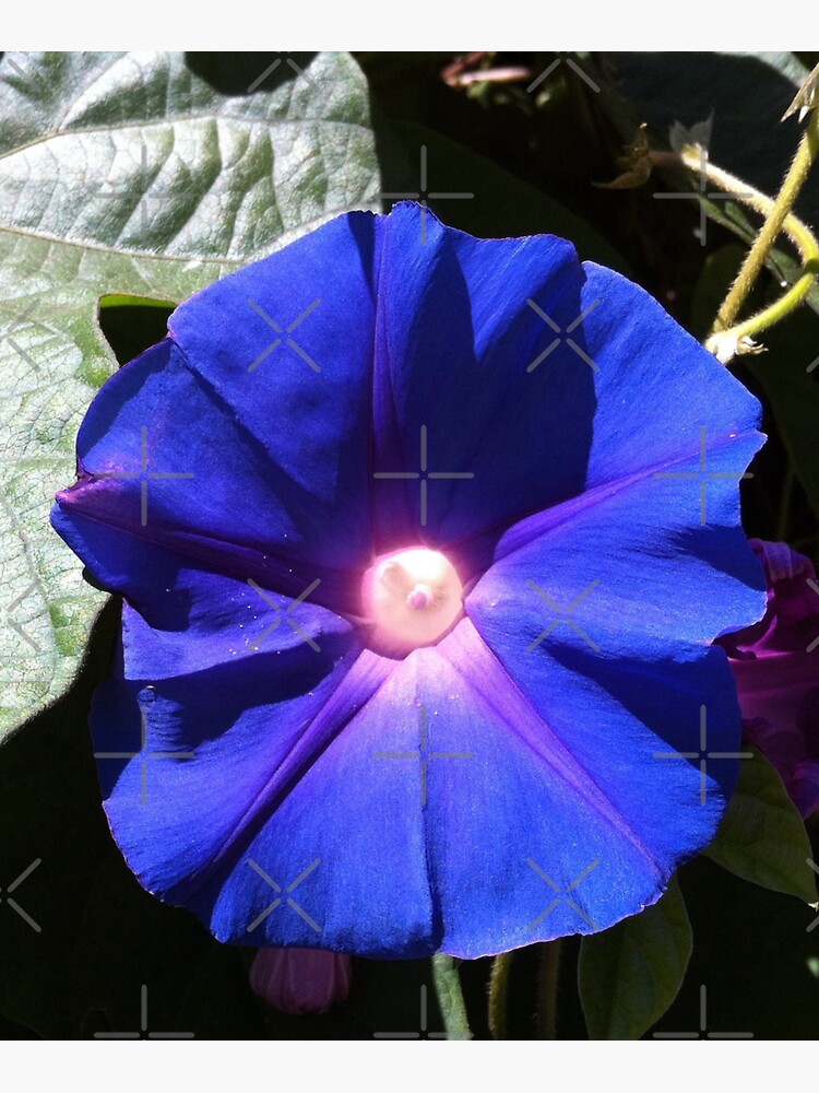 "Blue Morning Glory Good Morning World!" Sticker for Sale by