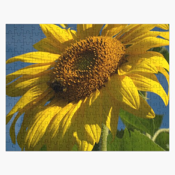 Artikel-Vorschau von Wunderliche große, mutige gelbe Sonnenblume im glücklichen Sonnenlicht, designt und verkauft von DEC02.