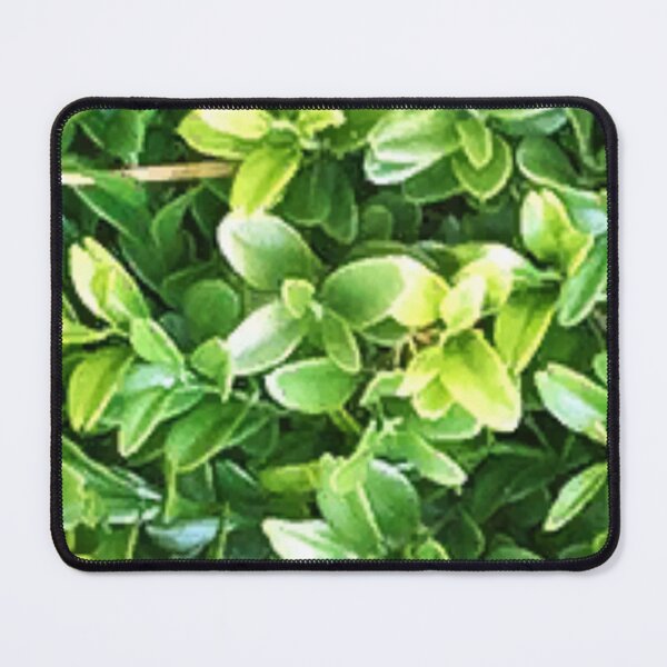 Item preview, plantas plantas plantas plants plant cactus nature flores green flowers garden designed and sold by thechoice1.