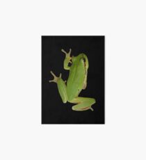 Netter kletternder grüner Baum-Frosch Galeriedruck