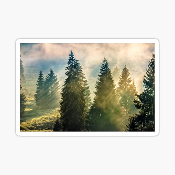 fog in the conifer forest Sticker