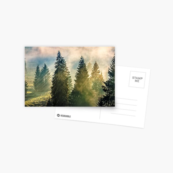 fog in the conifer forest Postcard