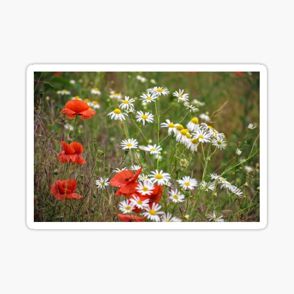 poppy and daisy flowers background Sticker