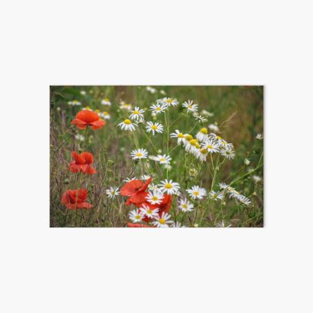 poppy and daisy flowers background Art Board Print