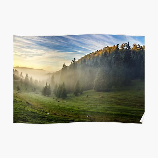 spruce forest on a hill side in fog Poster
