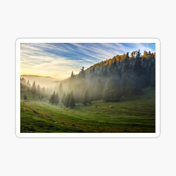 spruce forest on a hill side in fog Sticker