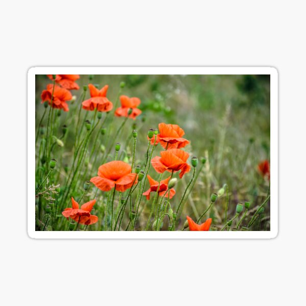 red poppy flowers among the grass Sticker