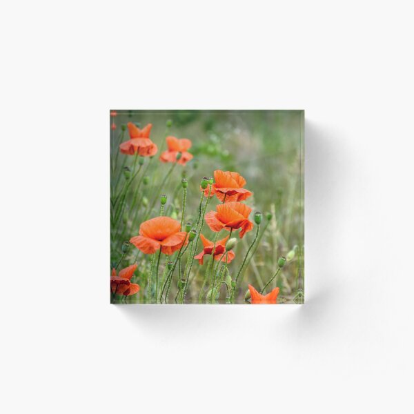 red poppy flowers among the grass Acrylic Block